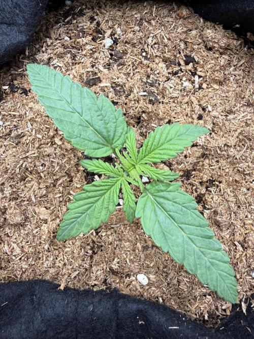 Northern lights auto Spirit Seeds. Week 2