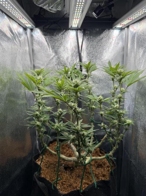 Primera fotopereodica GG4#. Week 11