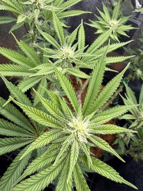 Primera fotopereodica GG4#. Week 11