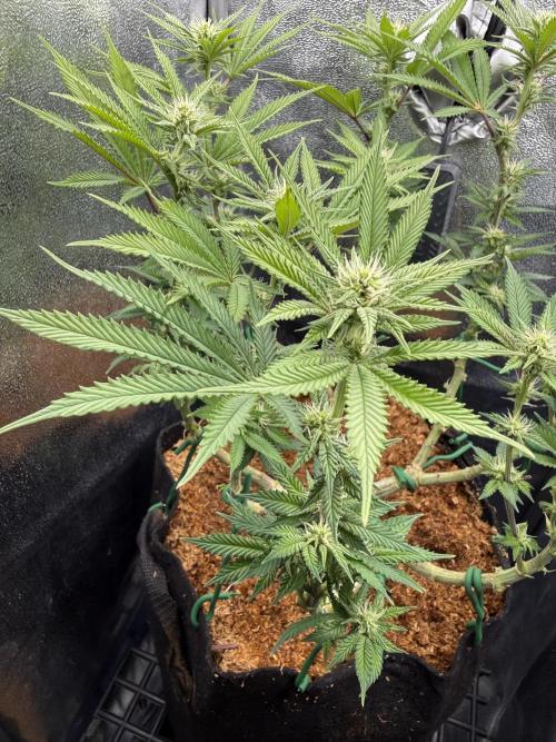 Primera fotopereodica GG4#. Week 11