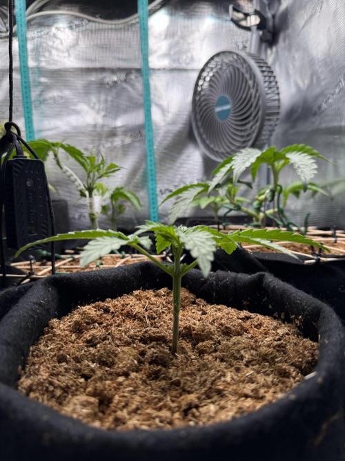 Northern lights auto Spirit Seeds. Week 2