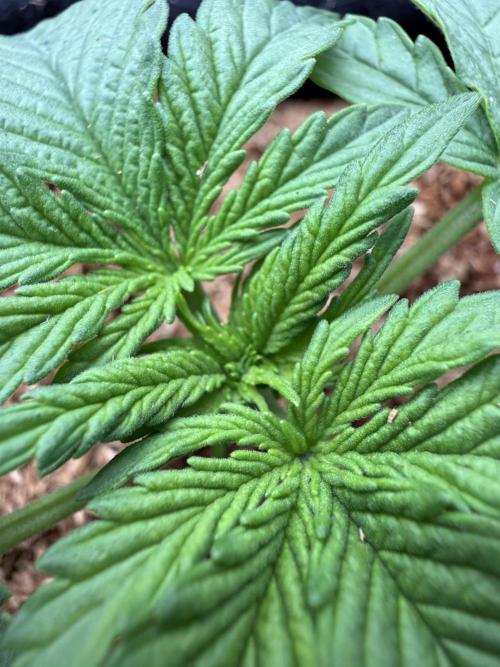 Northern lights auto Spirit Seeds. Week 2
