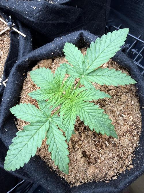 Northern lights auto Spirit Seeds. Week 2