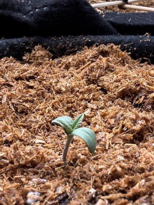 Runtz auto 2. Week 1