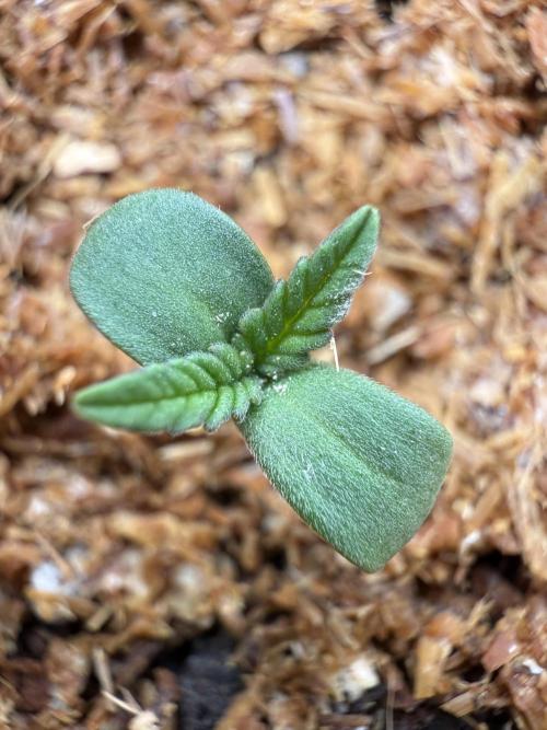 Runtz auto 2. Week 1