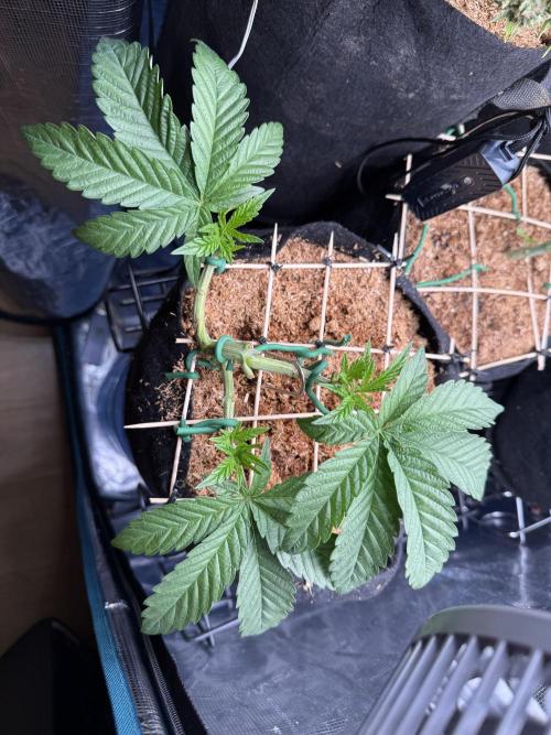 LCG 4U&4Me. Week 6
