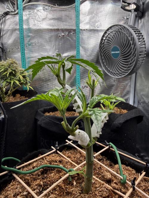 White Russian Runtz). Week 5