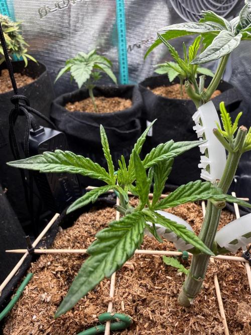 White Russian Runtz). Week 5