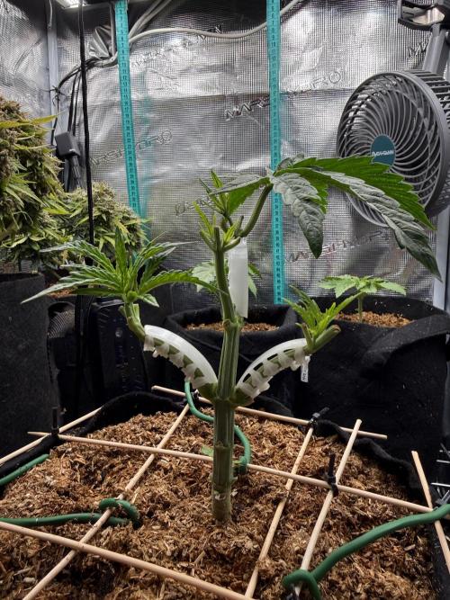 White Russian Runtz). Week 5