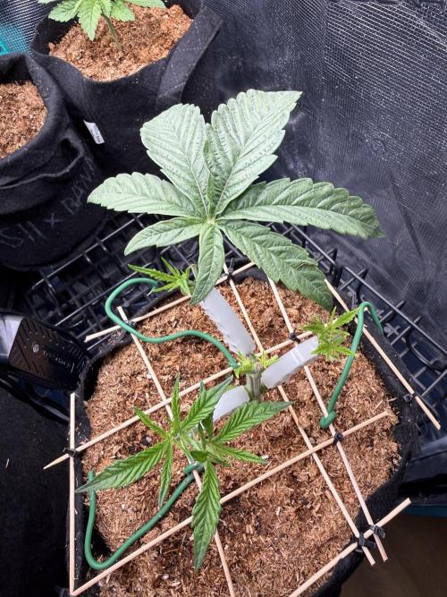 White Russian Runtz). Week 5