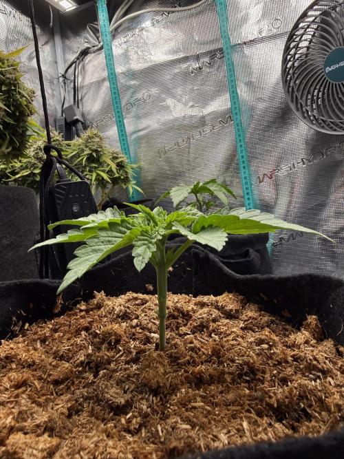 Time to experiment my theory on auto. Week 1