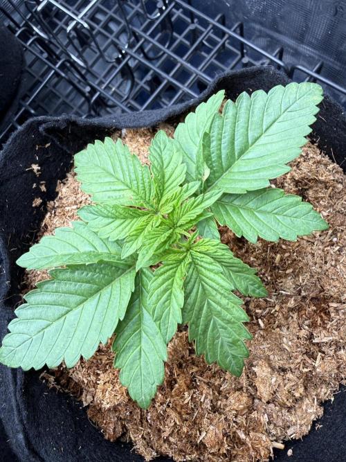 Time to experiment my theory on auto. Week 1