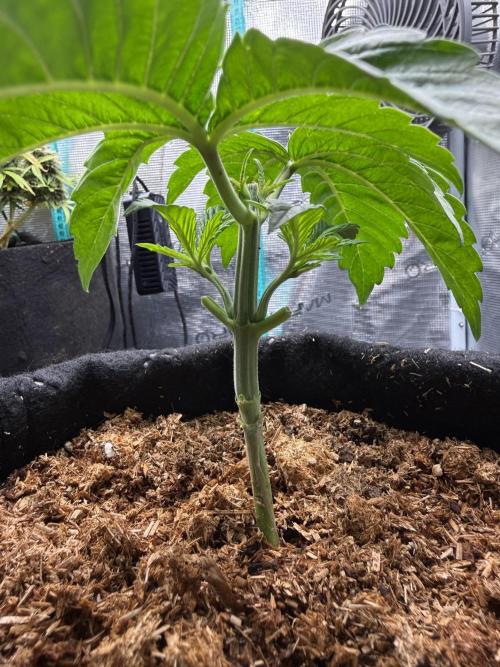 all eyes on weed. Week 2