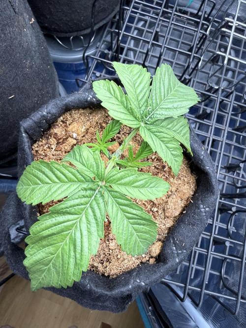all eyes on weed. Week 2