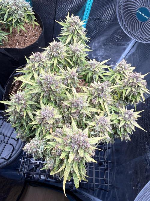Watemelon Spirit Seeds auto. Week 14