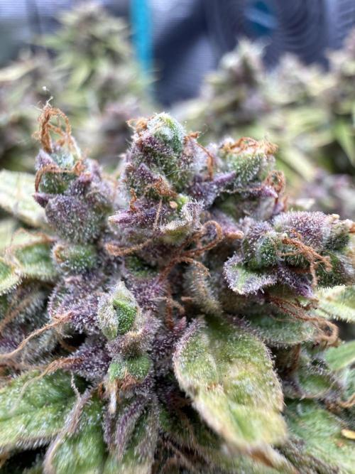 Watemelon Spirit Seeds auto. Week 14