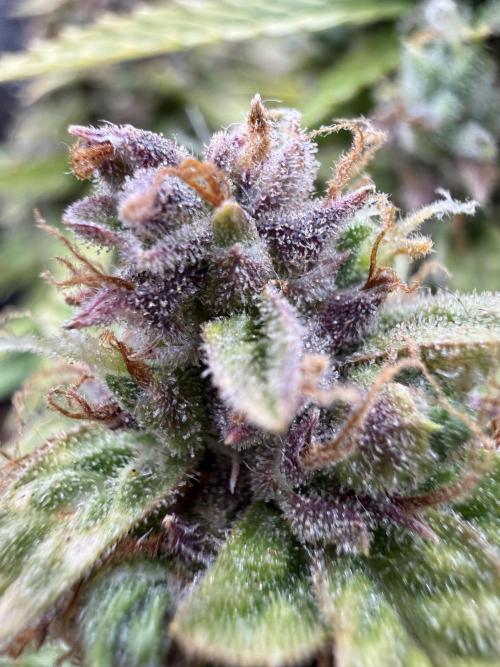 Watemelon Spirit Seeds auto. Week 14