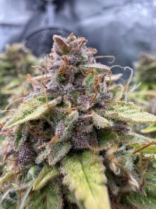 Watemelon Spirit Seeds auto. Week 14