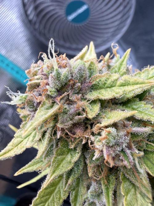 Watemelon Spirit Seeds auto. Week 14