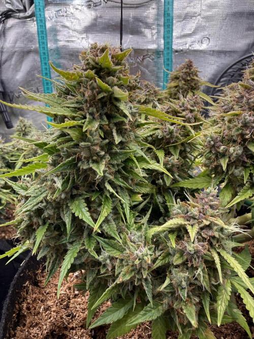 Watemelon Spirit Seeds auto. Week 14