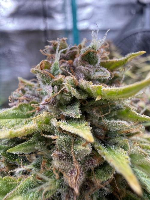 Watemelon Spirit Seeds auto. Week 14