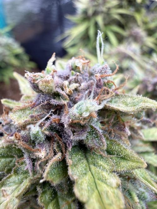 Watemelon Spirit Seeds auto. Week 14