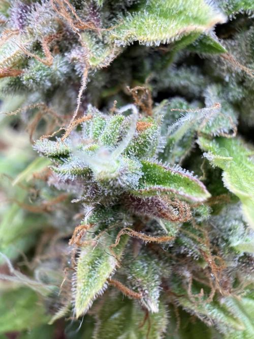 Watemelon Spirit Seeds auto. Week 14
