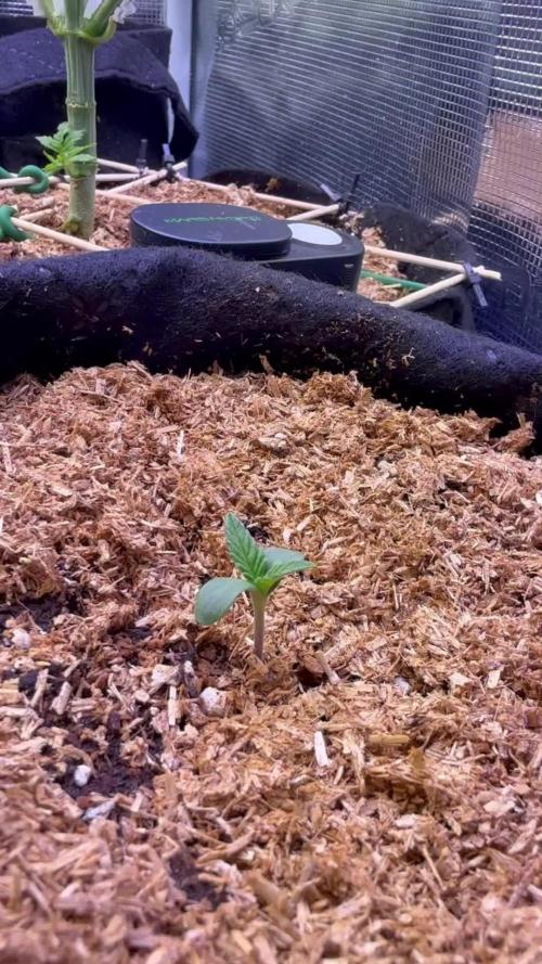 Hasse Grow Box
