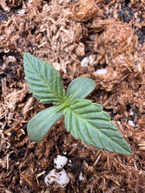 Runtz auto 2. Week 1 - day 4