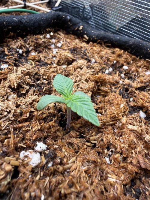 Runtz auto 2. Week 1 - day 4