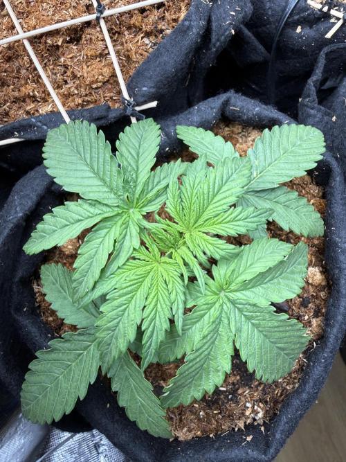 Northern lights auto Spirit Seeds. Week 2