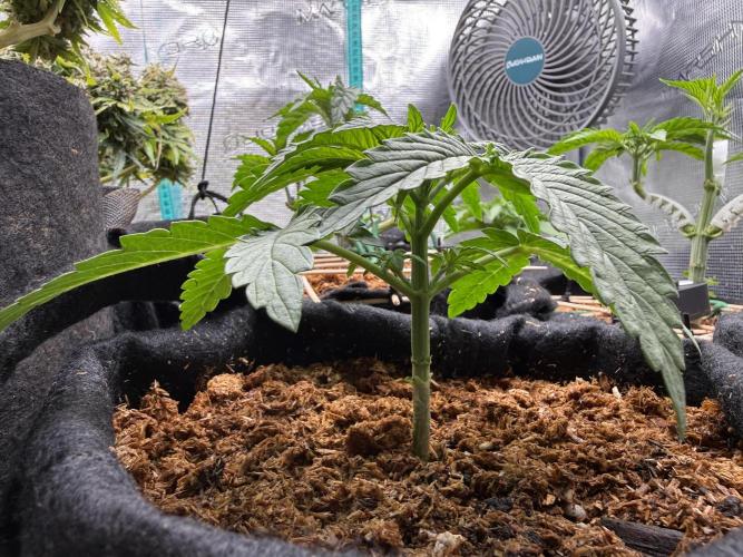 Northern lights auto Spirit Seeds. Week 2