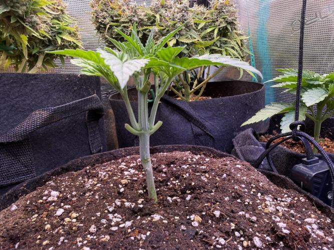 all eyes on weed. Week 3