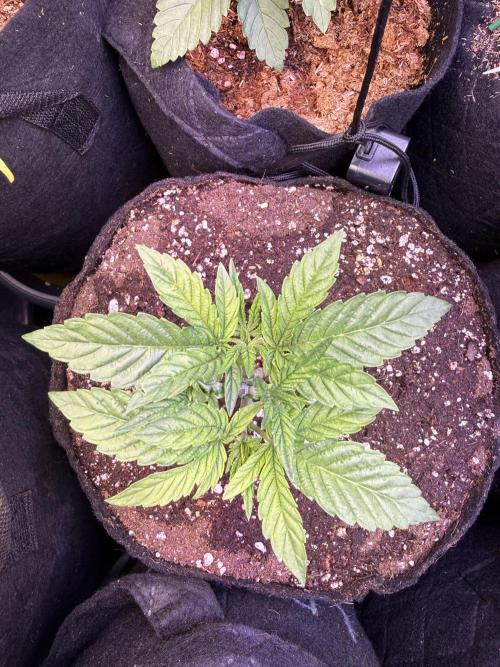 all eyes on weed. Week 3