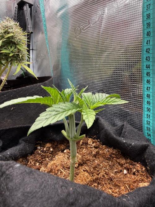 all eyes on weed. Week 3