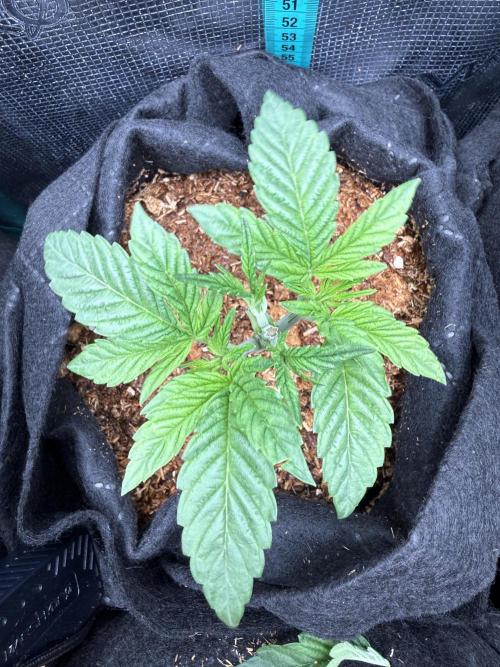all eyes on weed. Week 3