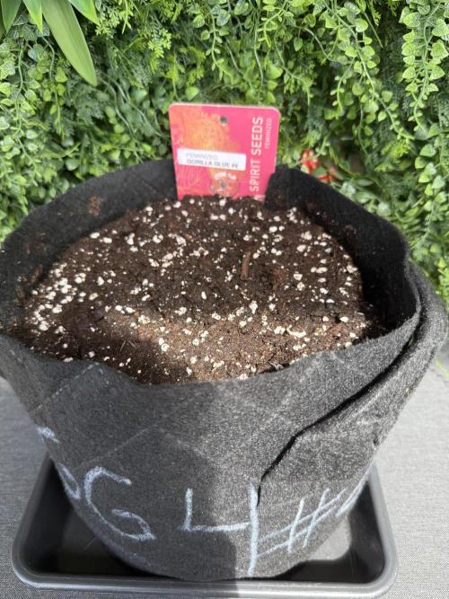 Outdoor experience GG4#. Week 0
