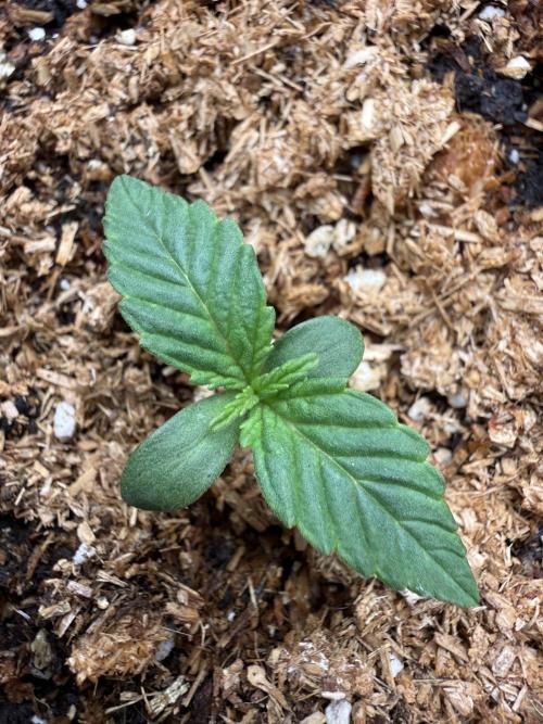Runtz auto 2. Week 1 - end day 4