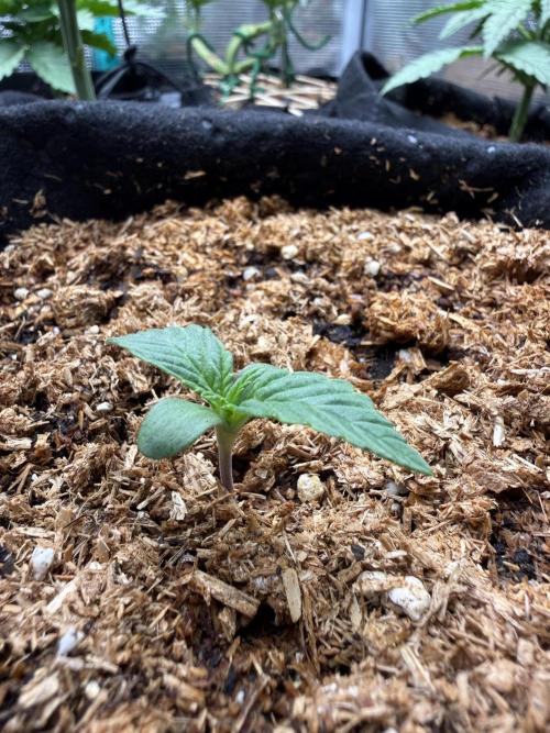 Runtz Auto. Week 1