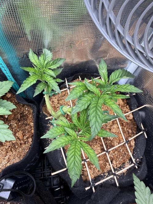 Lemon Cherry Gelato. Week 6