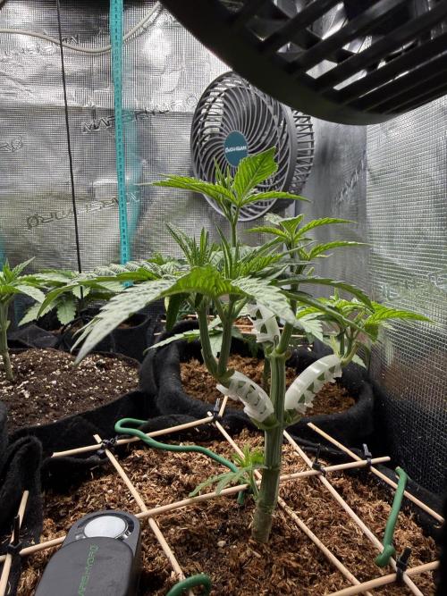 White Russian Runtz). Week 5