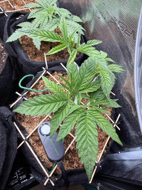 White Russian Runtz). Week 5