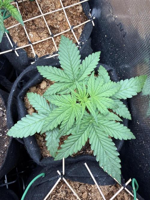 Northern lights auto Spirit Seeds. Week 2