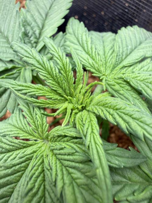 Northern lights auto Spirit Seeds. Week 2