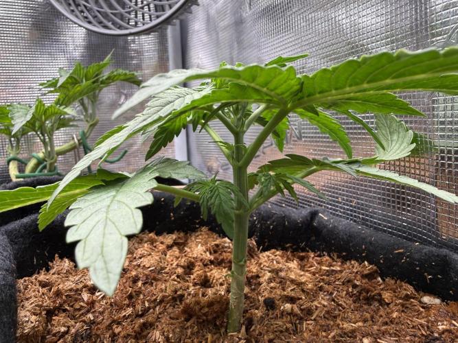 Northern lights auto Spirit Seeds. Week 2