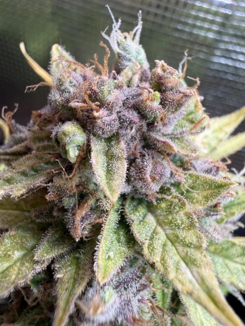 Watemelon Spirit Seeds auto. Week 14
