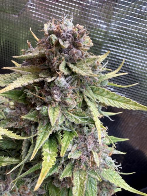 Watemelon Spirit Seeds auto. Week 14