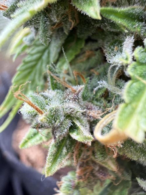 Watemelon Spirit Seeds auto. Week 14