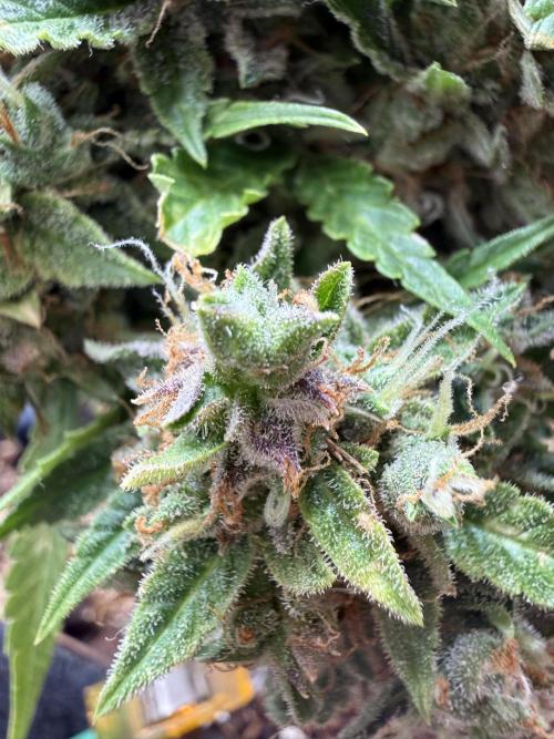 Watemelon Spirit Seeds auto. Week 14