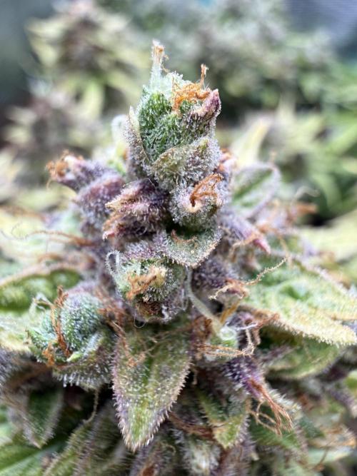 Watemelon Spirit Seeds auto. Week 14